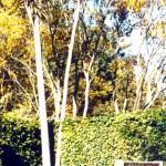 Rustic (2) Rustic (2)