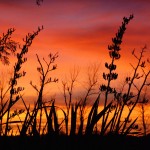 Waikuku-Woodland-Garden (17) Waikuku-Woodland-Garden (17)