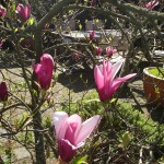 Waikuku-Woodland-Garden (18) Waikuku-Woodland-Garden (18)