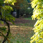 Waikuku-Woodland-Garden (24) Waikuku-Woodland-Garden (24)