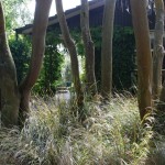 Waikuku-Woodland-Garden (27) Waikuku-Woodland-Garden (27)