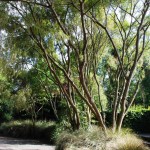 Waikuku-Woodland-Garden (28) Waikuku-Woodland-Garden (28)