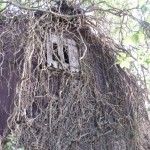 Waikuku-Woodland-Garden (6) Waikuku-Woodland-Garden (6)